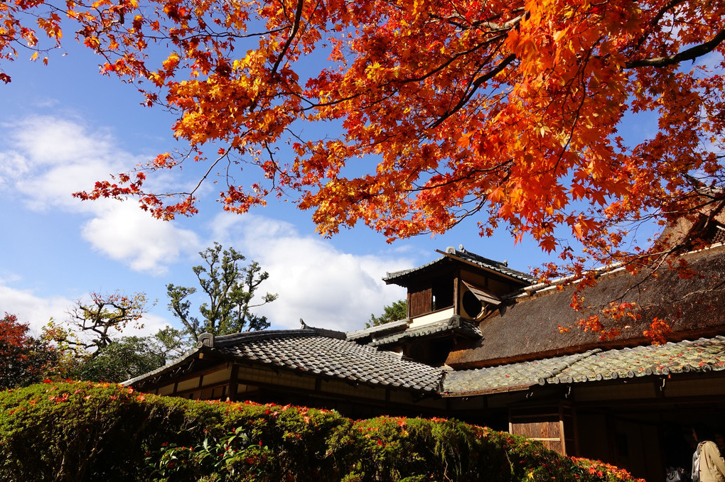 「京都名庭園の紅葉」