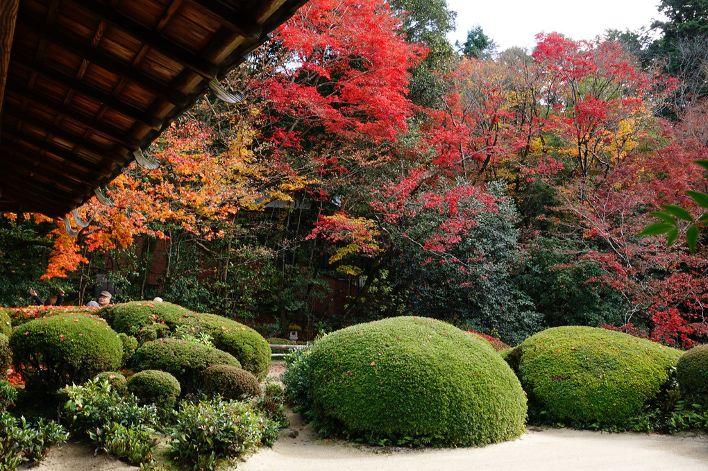 「京都名庭園の紅葉」