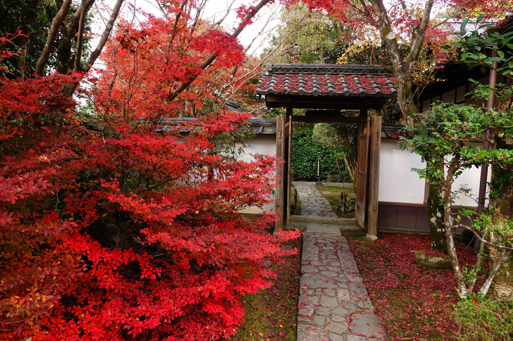 「京都名庭園の紅葉」