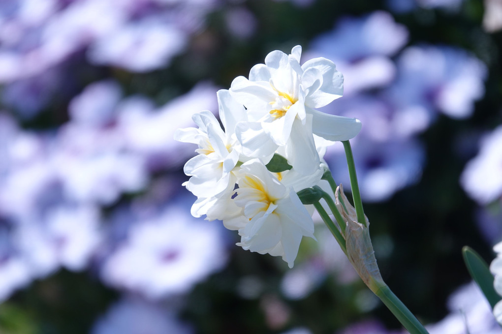 「近所の新緑と花」