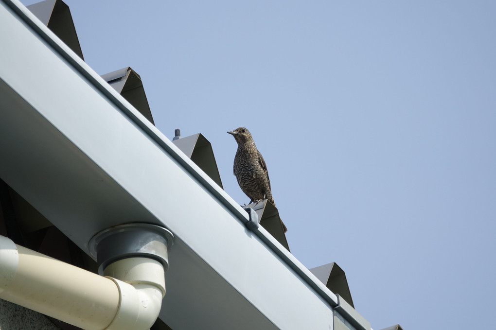 「近所の野鳥」