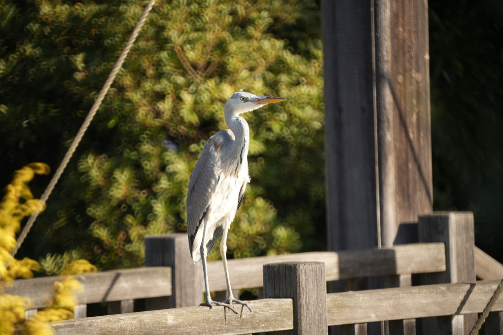 「近所の野鳥達」