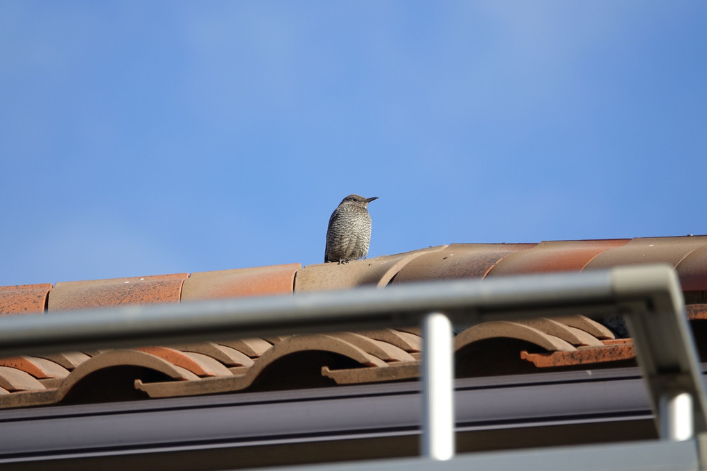 「近所の野鳥達」