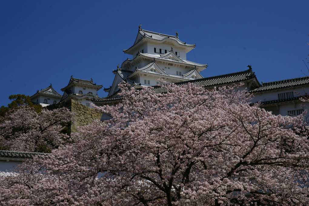 「姫路城（白鷺城）」