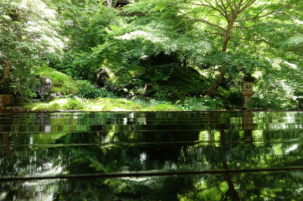 「新緑の瑠璃光院」