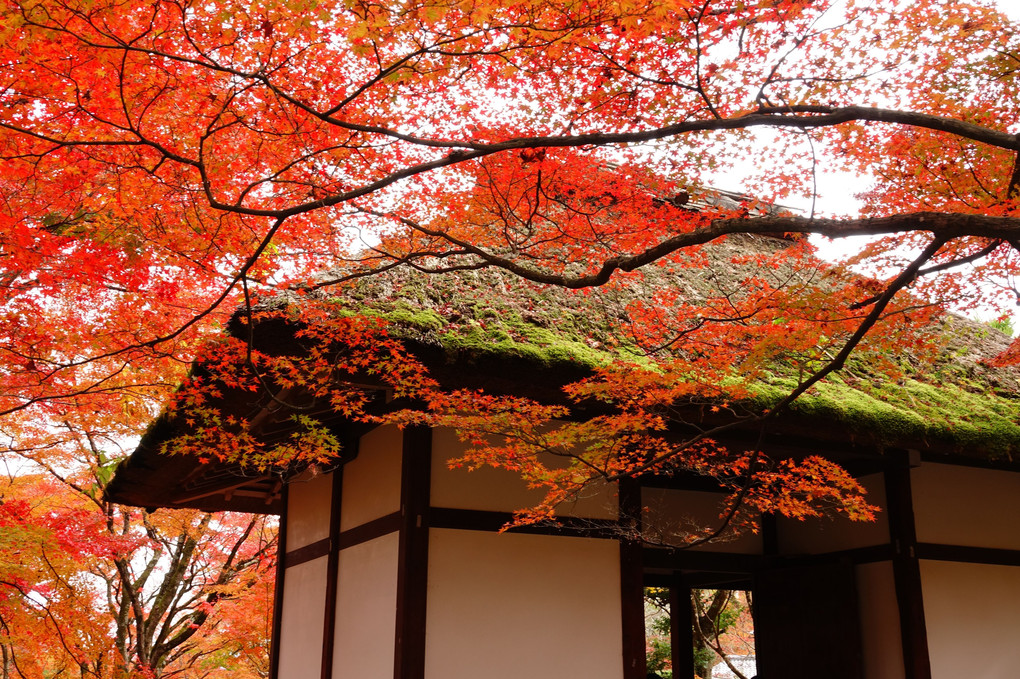 「京都・嵯峨野の紅葉」