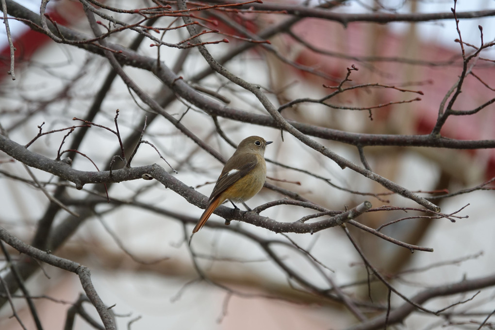 「淡路島で野鳥キャッチ」