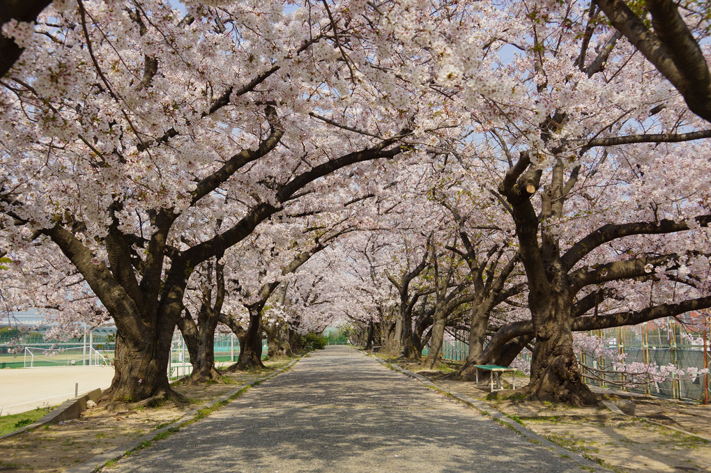 「近所の桜」
