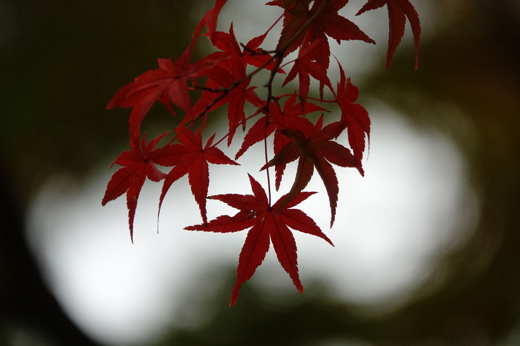 「近所の紅葉ーⅠ」