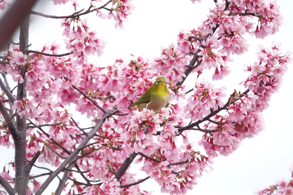 「桜とメジロ」