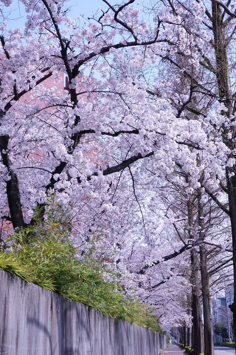 「近所の桜ーⅠ」