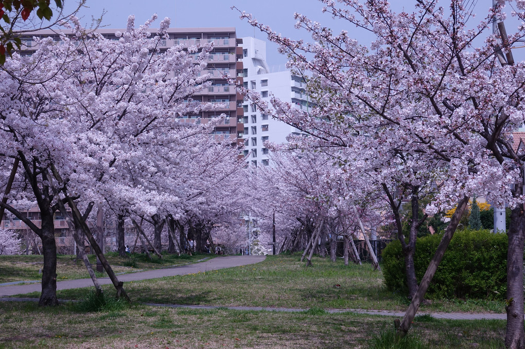 「近所の桜ー２」