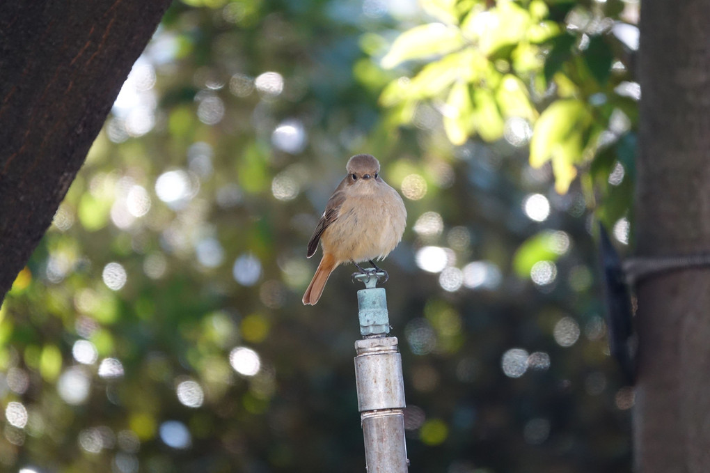 「今日の野鳥との出会い」