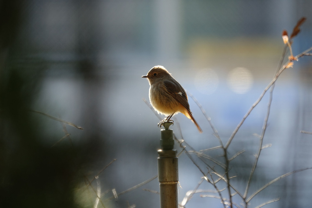 「今日の野鳥との出会い」