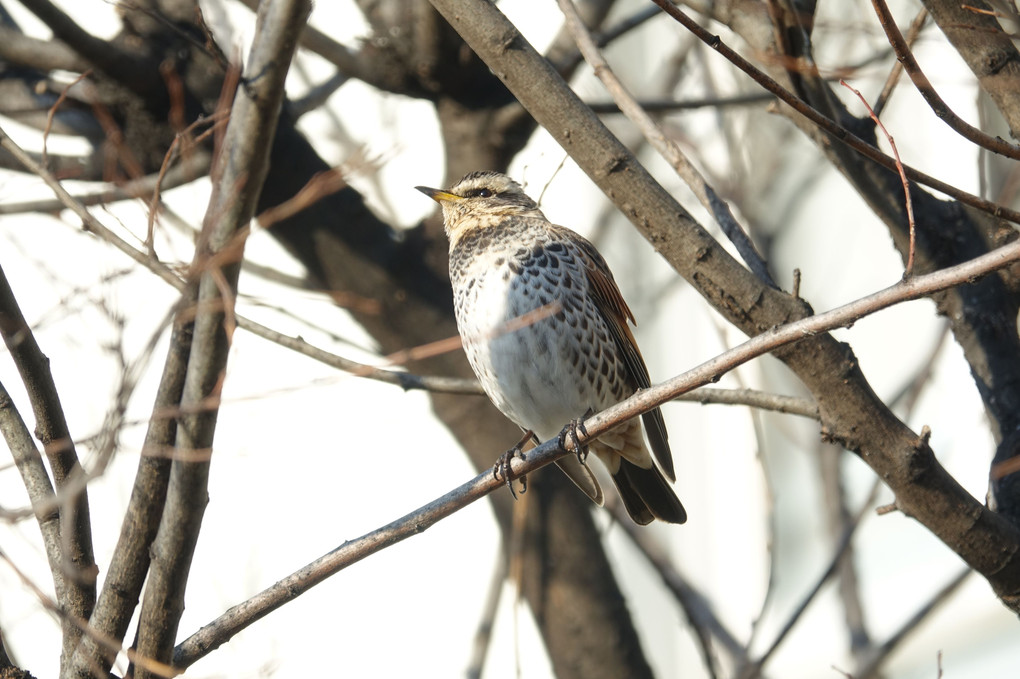 「３月の野鳥」