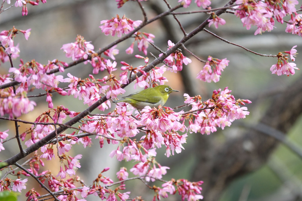 「３月の野鳥」