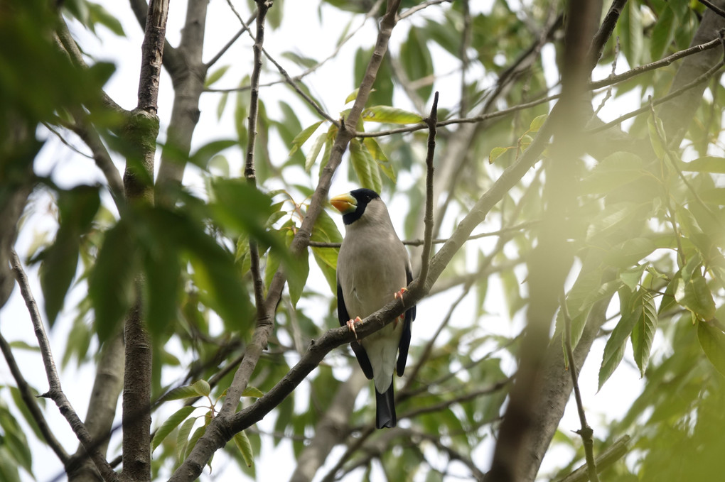 「３月の野鳥」