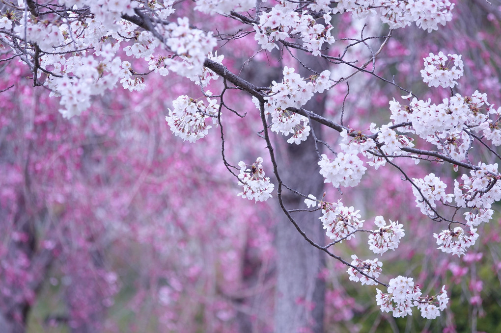 「近所の桜ーⅡ」