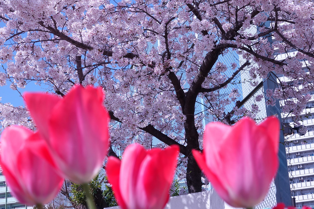 「近所の桜ーⅡ」
