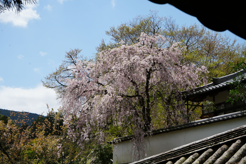 「大和・長谷寺の桜」