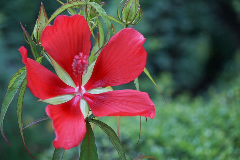 真っ赤なモミジ葵の花