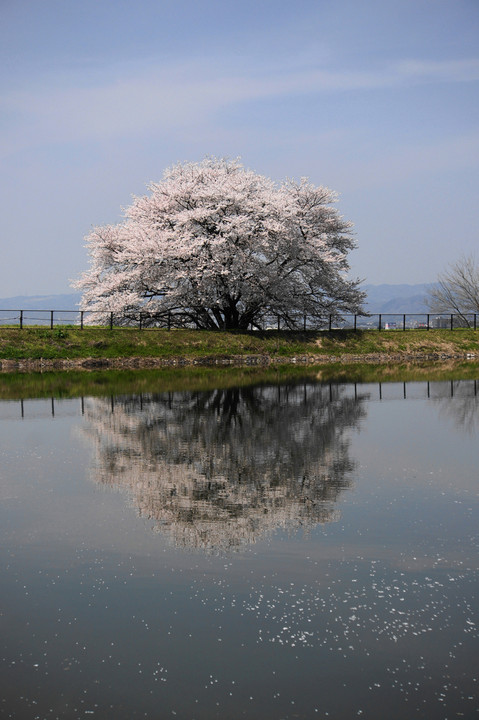 鏡面の桜