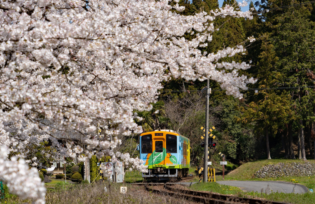 満開の桜と樽見鉄道