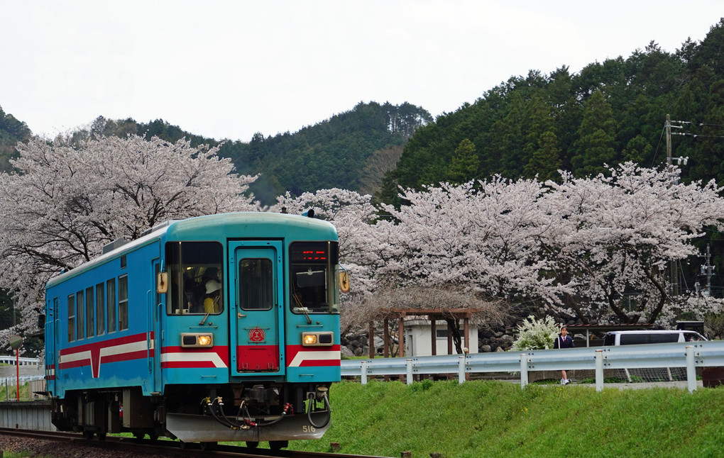 満開の桜と樽見鉄道