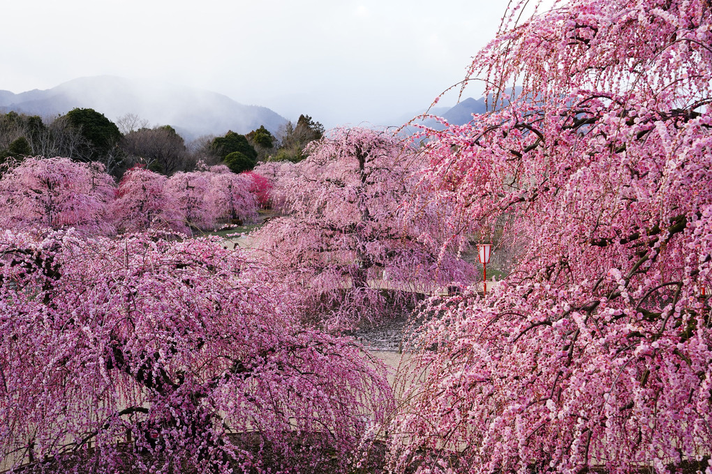 鈴鹿の森庭園のしだれ梅