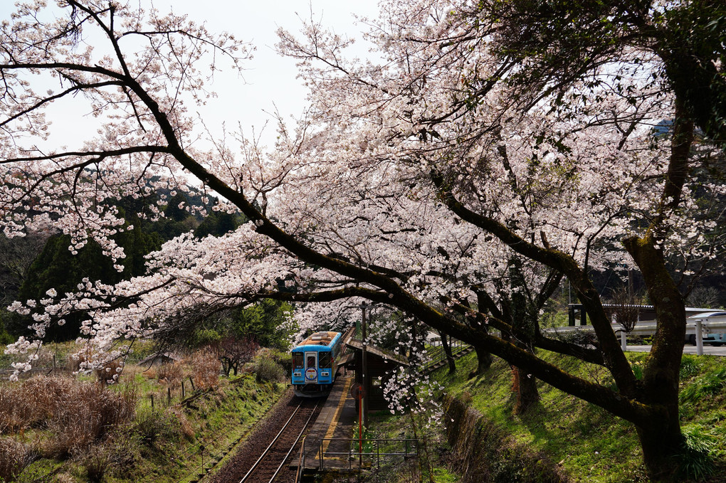 桜につつまれた駅