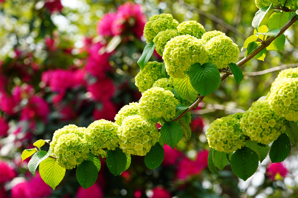 まもなく真っ白なまん丸の花になります