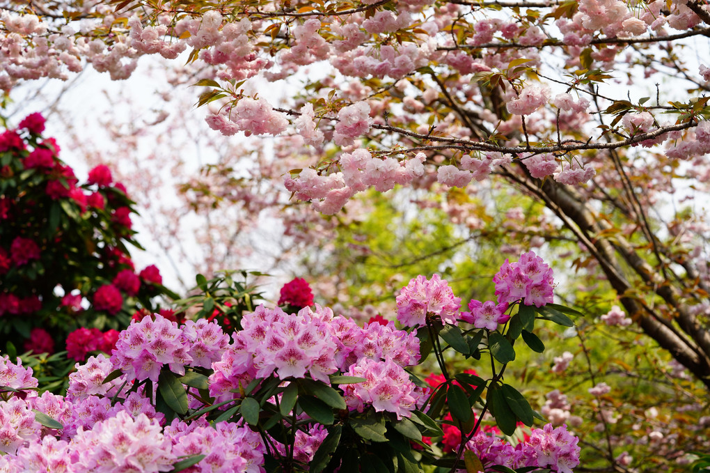 満開のシャクナゲと八重桜