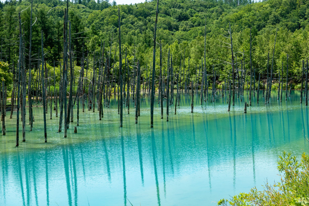 久しぶりの北海道旅行　青い池