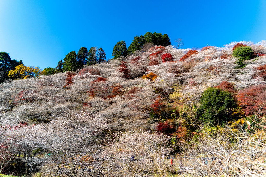 桜と紅葉のコラボレーション