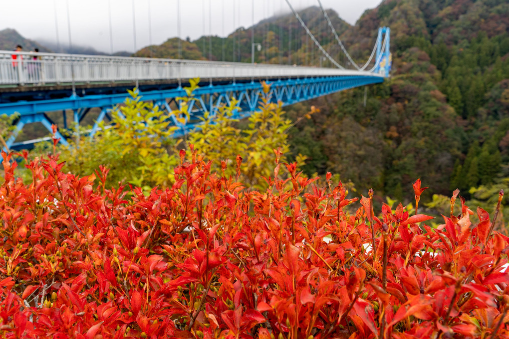 竜神大吊橋の秋