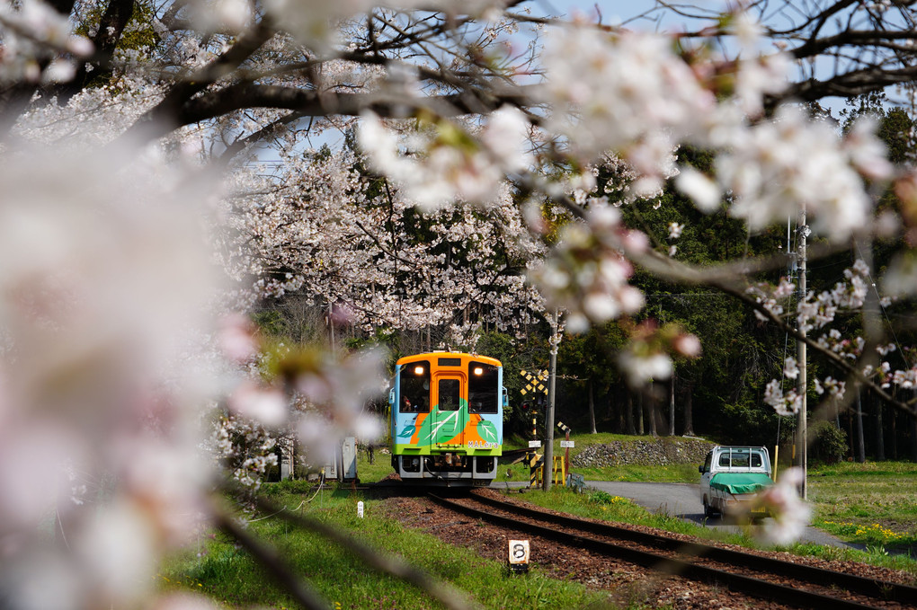 桜満開の樽見鉄道