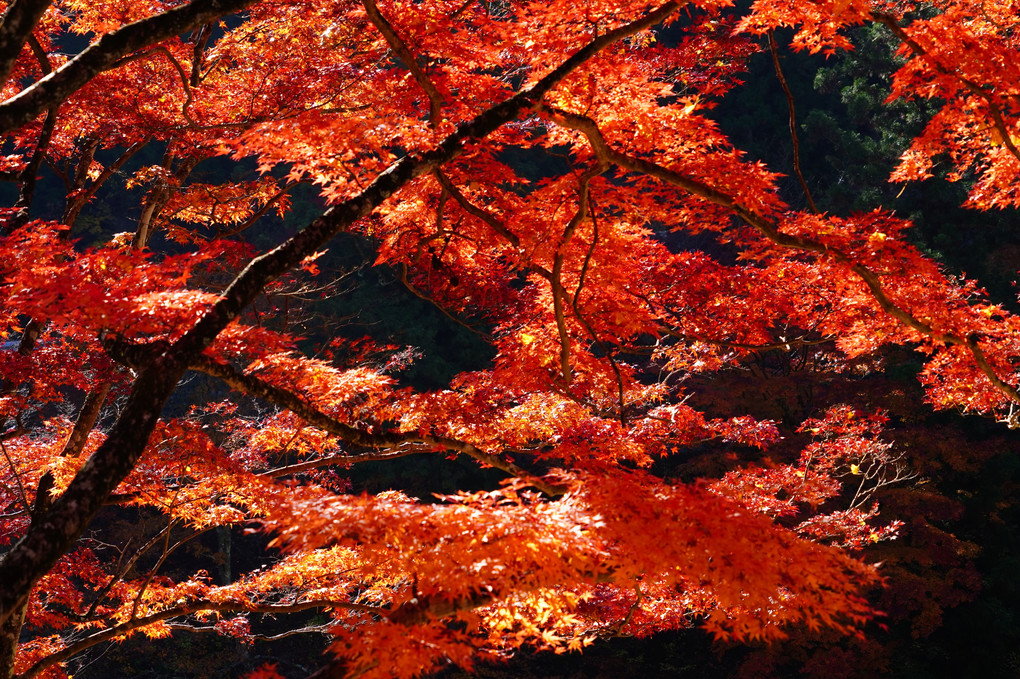 燃えるような紅葉