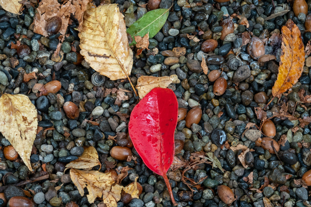 真っ赤な落ち葉とどんぐり
