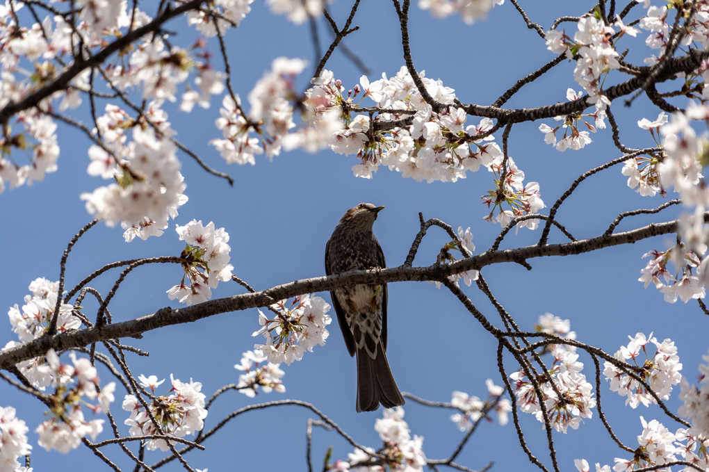 青空に誘われ、今年初めての桜撮影