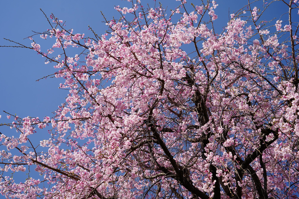 青空に誘われ、今年初めての桜撮影