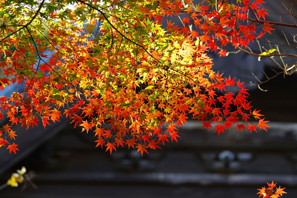 妙本寺の秋