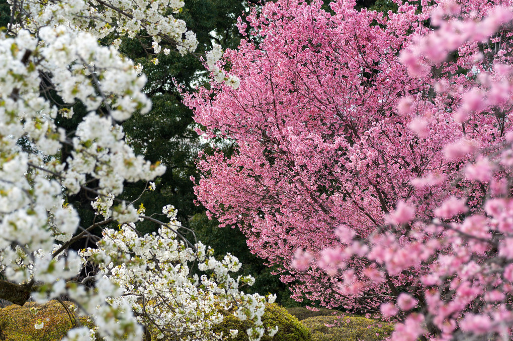 一足先の桜