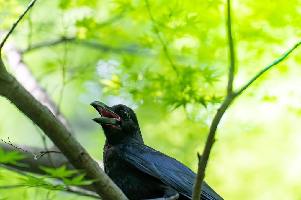 カラスの幼鳥