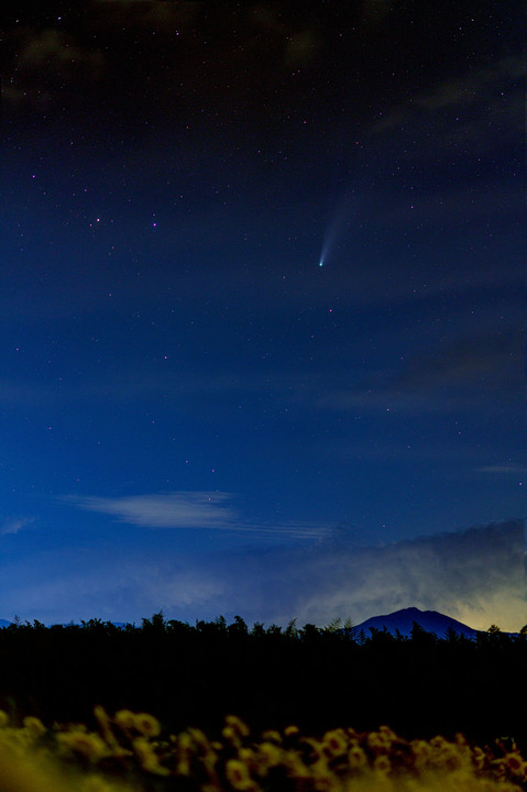 向日葵畑で見上げたネオワイズ彗星