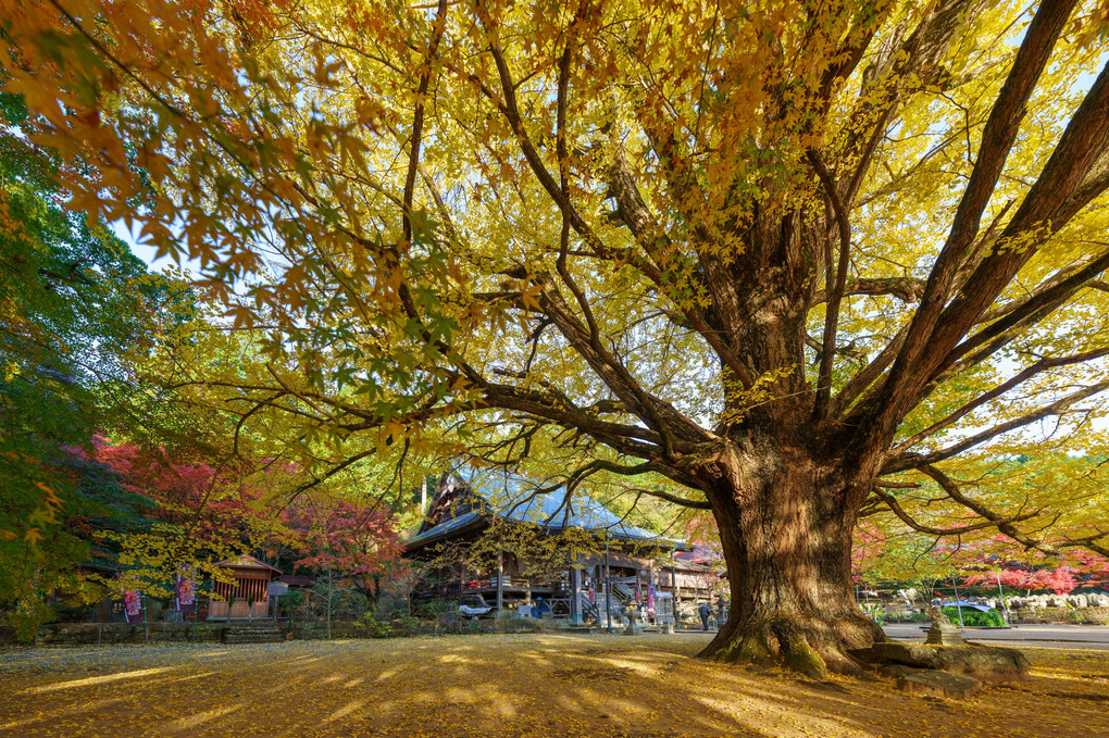 大山寺の枝垂れ銀杏