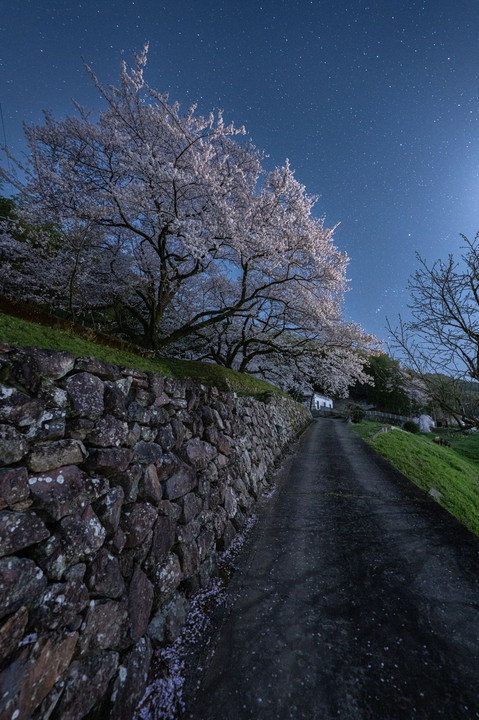 月夜の夜桜🌸