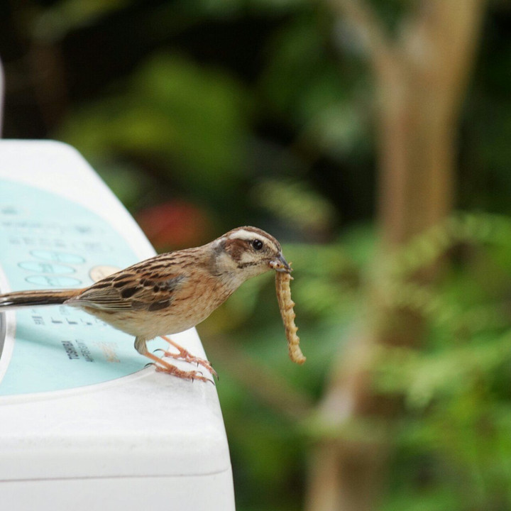 ホオジロのお母さんは餌捕り名人(鳥)