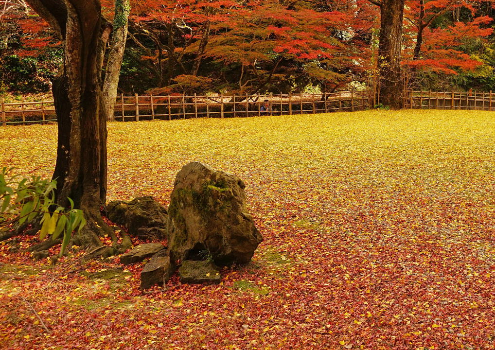 秋彩の庭