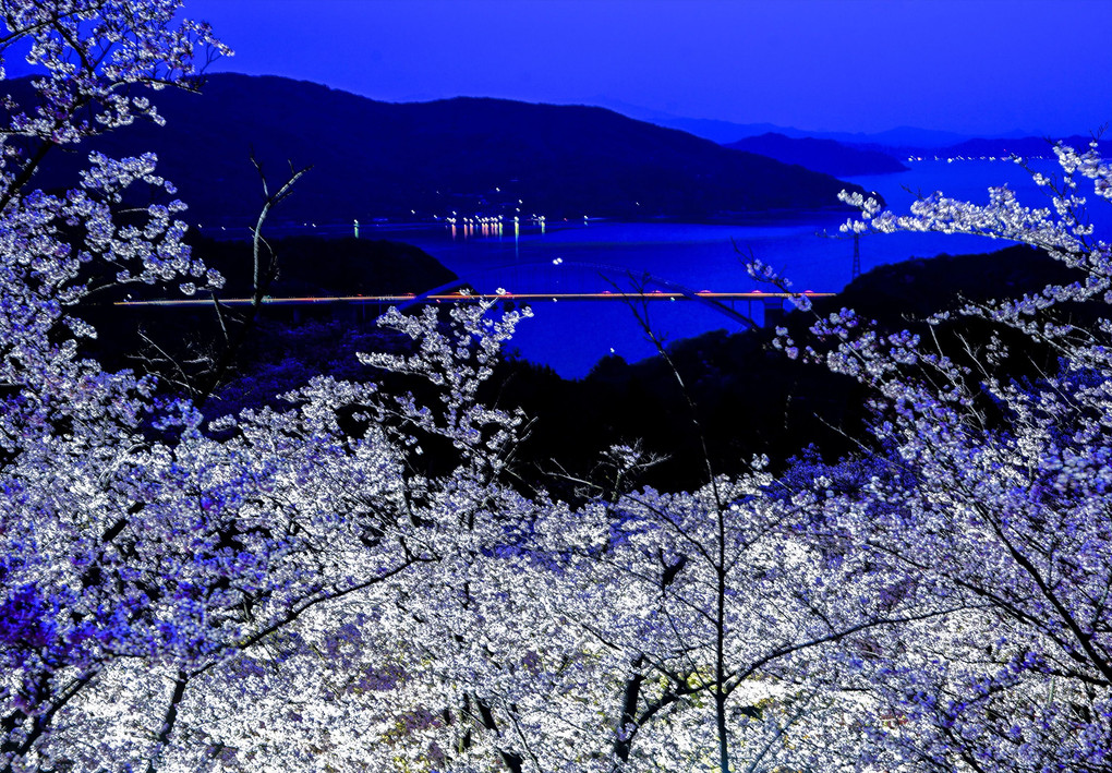 瀬戸の夜桜