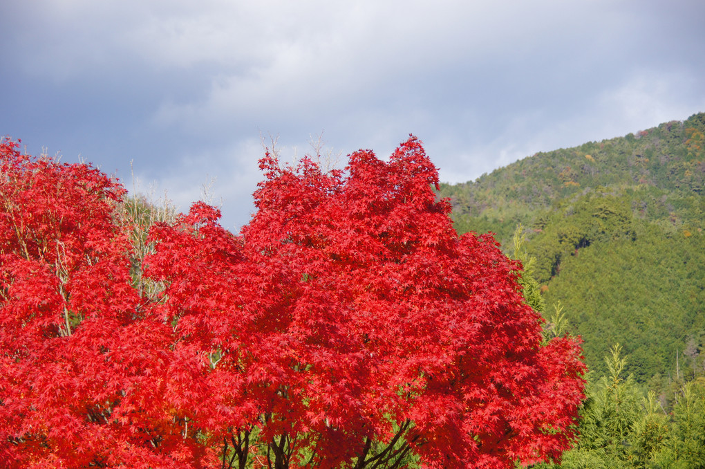 京都　高尾の紅葉